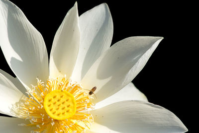 Close-up of bee pollinating on white flower against black background