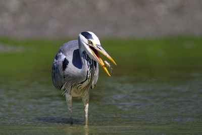 Grey heron hunting fish