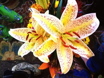 High angle view of yellow lily on plant