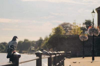 Rear view of two people walking in park