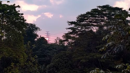 Low angle view of trees against sky at sunset