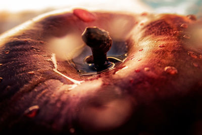 Close-up of water drops on fruit