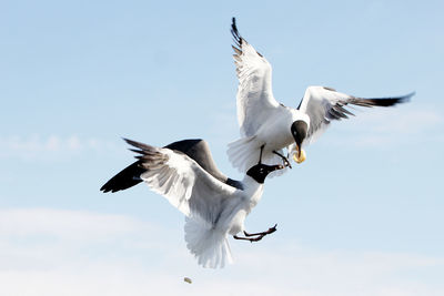 Low angle view of seagull flying against sky