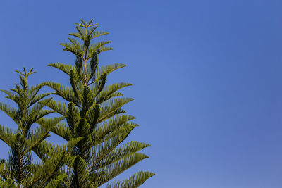 Low angle view of coconut palm tree against blue sky.