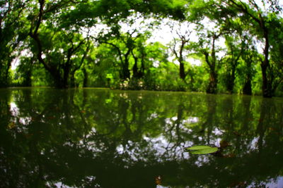 Scenic view of lake in forest