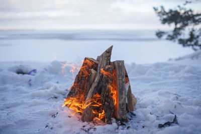 Family winter picnic. bonfire on shore of a frozen lake during a winter family walk in the forest