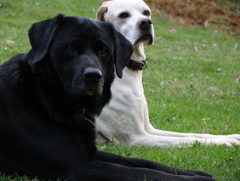 Portrait of dog on field