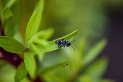 Close-up of insect on plant