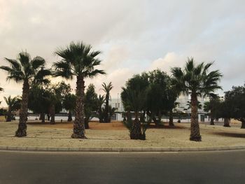 Palm trees against sky