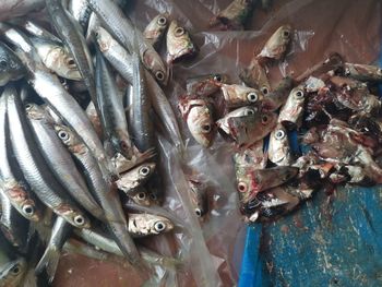 High angle view of fish for sale in market