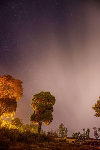 Low angle view of trees against sky at night