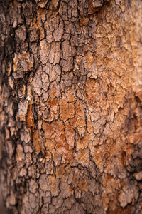 Full frame of tree trunk