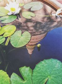 Close-up of flowers in lake