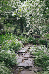 Flowering plants and trees by footpath