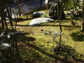 Bird perching on flower tree