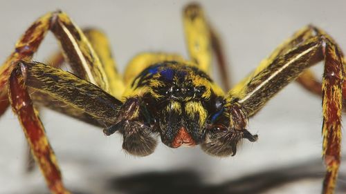 Close-up of insect