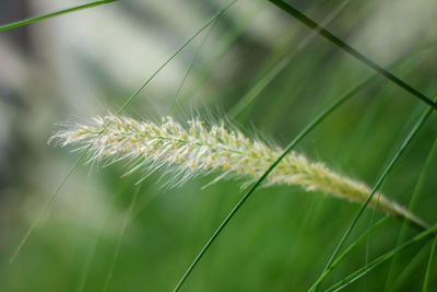 Close-up of grass growing on field