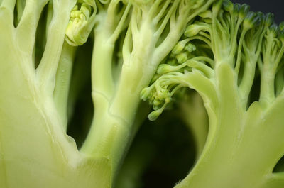 Cross section of broccoli vegetable on close macro shot