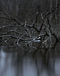 Bare tree by lake during winter
