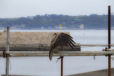Bird perching on railing against sky