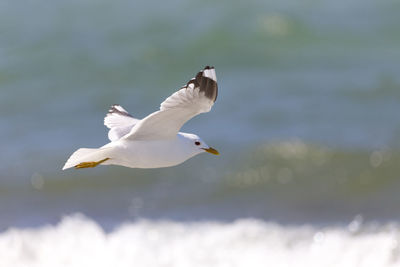 Seagulls flying over sea