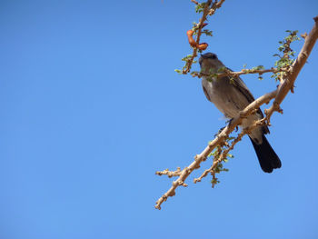 Close-up of lizard on tree against clear blue sky