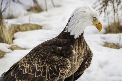 Beautiful bald eagle perched in snow, winter landscape