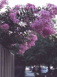 Close-up of pink flowers on tree