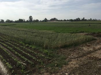 Scenic view of field against sky