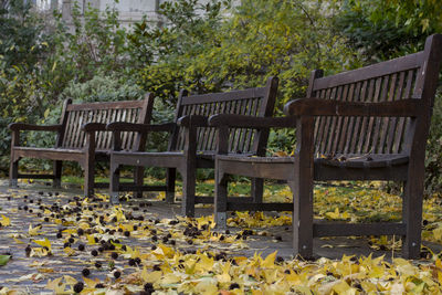 Empty bench by plants in park during autumn