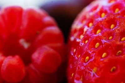 Close-up of red berries