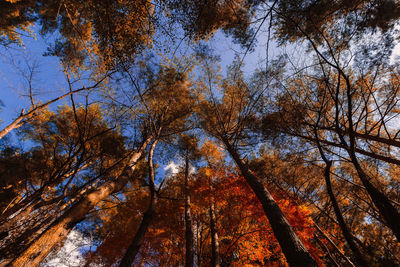 Low angle view of trees in forest against sky