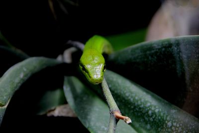 Close-up of lizard on leaf