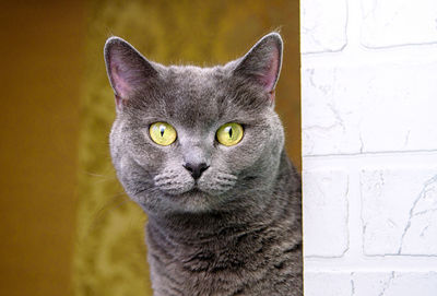 Cute grey british-bred cat looks at the camera. portrait of a pet.