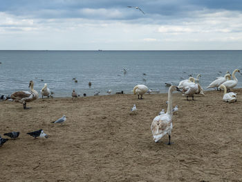 Flock of seagulls by sea against sky