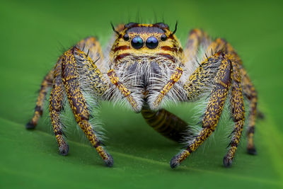 Close-up of spider