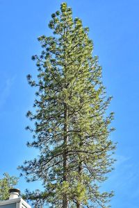 Low angle view of tree against clear blue sky