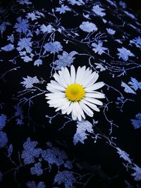 High angle view of white daisy flowers