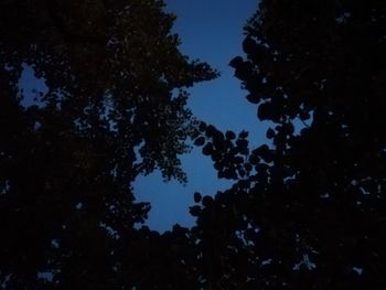 Low angle view of silhouette trees against sky at night