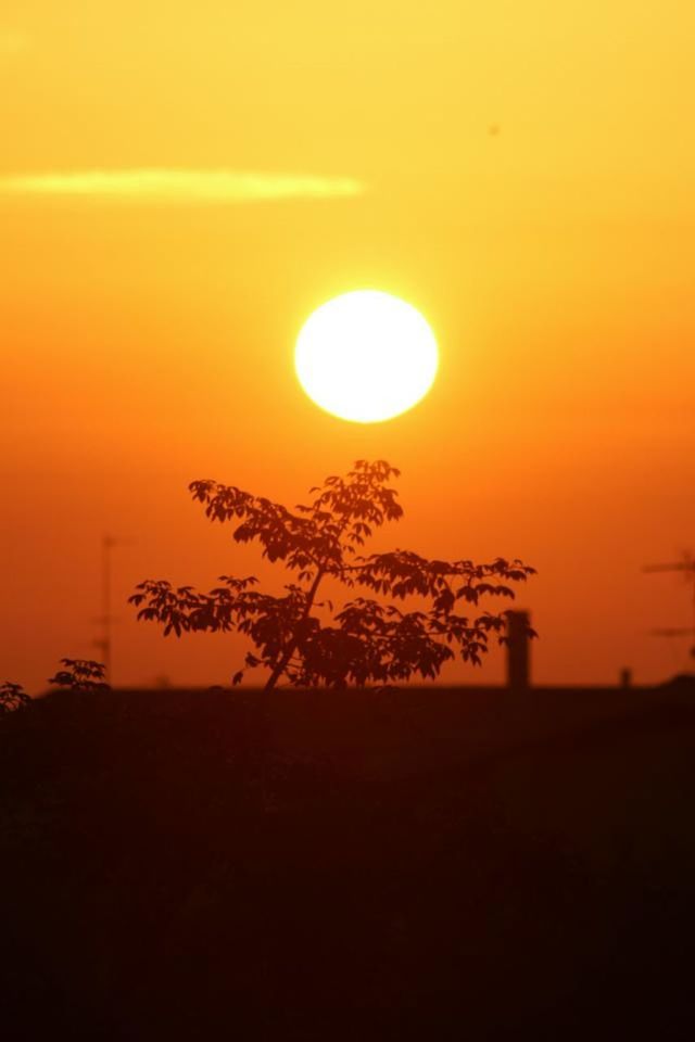 sunset, sun, orange color, silhouette, beauty in nature, scenics, tranquility, tranquil scene, nature, sky, tree, idyllic, copy space, growth, sunlight, landscape, outdoors, no people, branch, clear sky