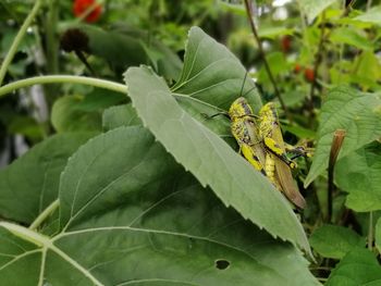 Close-up of insect on leaves