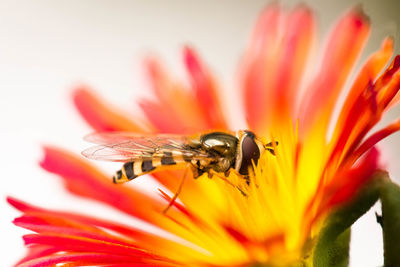 Close-up of bee pollinating on flower