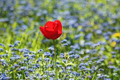 Close-up of red flowering plant on field