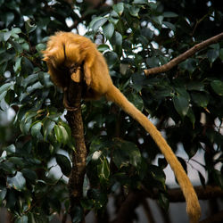 Low angle view of monkey on tree