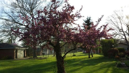 Trees in park