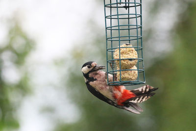 Close-up of bird perching on feeder