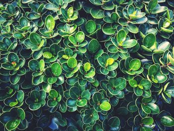 Full frame shot of succulent plants