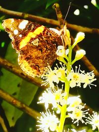 Low angle view of insect on flower