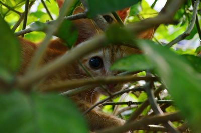 Close-up portrait of a cat