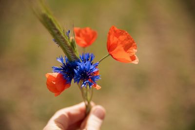 Close-up of hand holding flowering plant